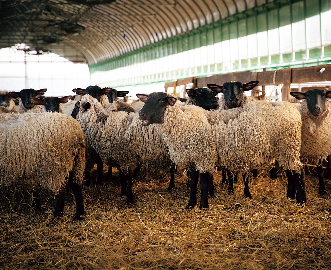 飼育されているのは、顔が黒いサフォーク種の羊。